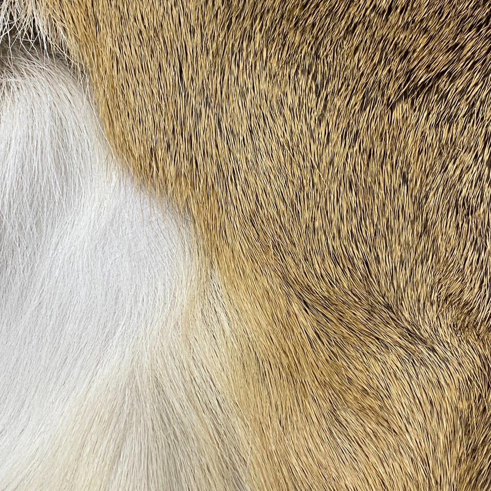 Hair On Deerskin Hide Rug - Tanned Deer Hide with Hair - Grade A